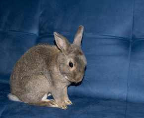 Upset home rabbit sit on a blue sofa