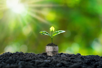 Plant trees on coins and soil. Money and investment growth ideas.