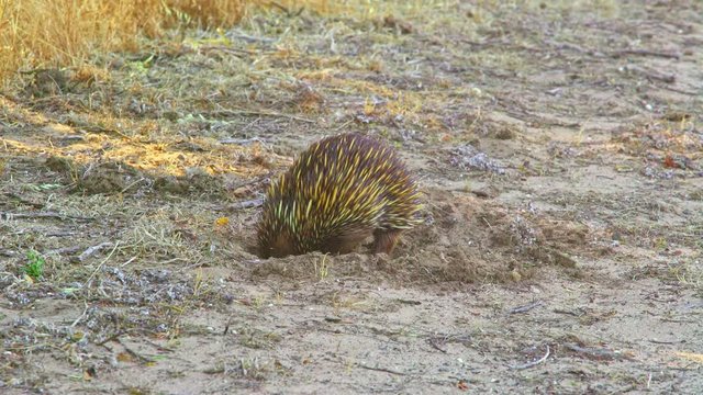 Small Echidna looking for ants in the soil of Australia