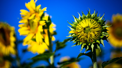 Sunflowers are yellow, but large flowers will be held to receive power from the sun and will always face east.