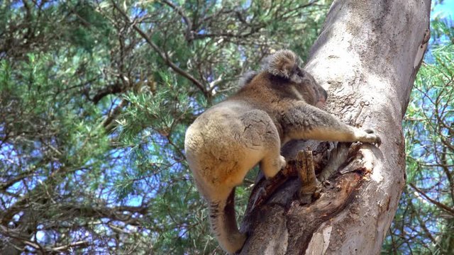 Koala climbing a tree in Australia