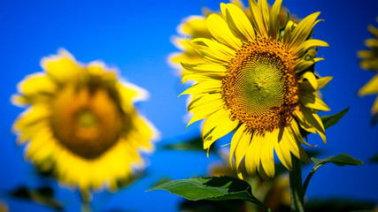 Sunflowers are yellow, but large flowers will be held to receive power from the sun and will always face east.