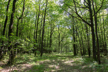Sous-bois de forêt normande