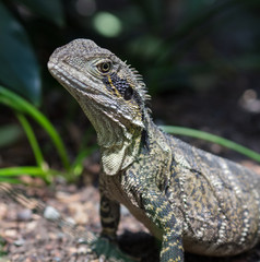iguane dans la ville de brisnane
