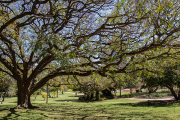 arbre, dans le parc city botanic gardens de brisbane, australie