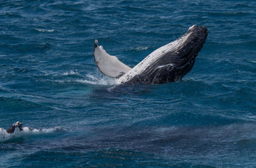 Naklejka premium Baleine à bosse avec son baleineau, au large de fraser island, en australie