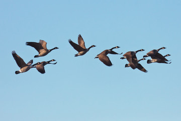 Canada Geese in Flight
