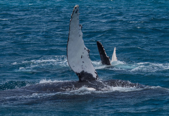 Fototapeta premium Baleine à bosse avec son baleineau, au large de fraser island, en australie