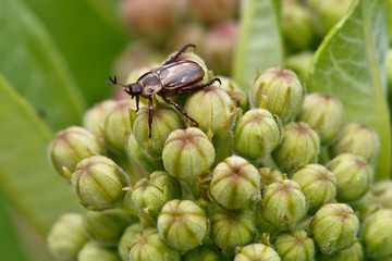 Oriental Beetle (Anomala orientalis)