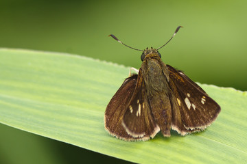 Little Glassywing (Pompeius verna)