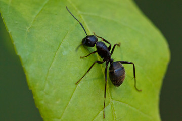 Eastern Black Carpenter Ant, Camponotus pennsylvanicus