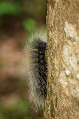 Image of black caterpillar worm (Eupterote tetacea) with white hair on the branch. Insect,. Animal.