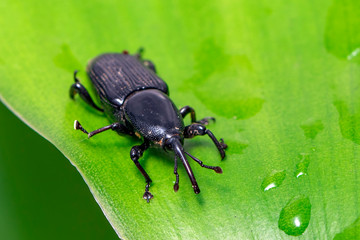 Image of banana root borer beetle (Cosmopolites sordidus) on green leaves on a natural background. Insect. Animal.