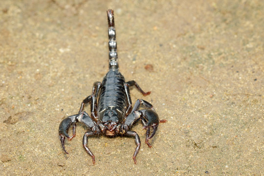 Image of emperor scorpion (Pandinus imperator) on the ground. Insect. Animal.