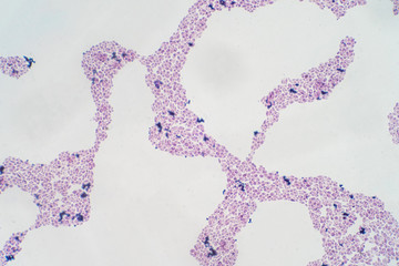 The budding yeasts reproduce asexually by budding off a smaller daughter cell.