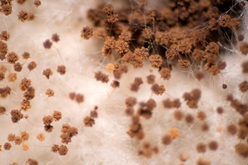 Bread mold fungi under microscope for education.