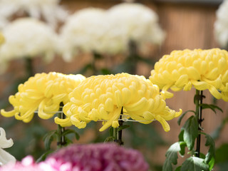 菊の花