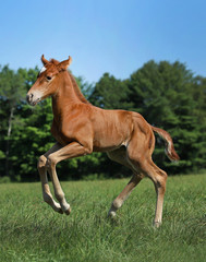 Foal leaning to jump in field