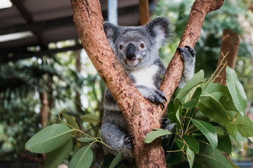 Fototapeta premium Close up of cute fluffy koala bear hanging on the tree close to the camera