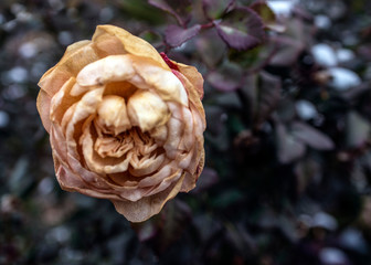 Roses under snow in autumn. Winter is early.