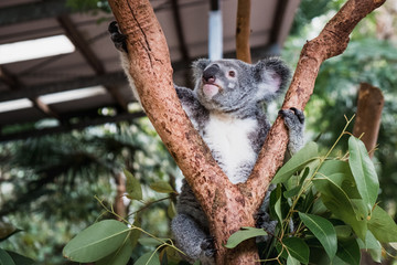 Close up of cute fluffy koala bear hanging on the tree close to the camera © Klara