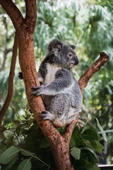 Keuken foto achterwand Close-up van schattige pluizige koalabeer die aan de boom hangt dicht bij de camera © Klara