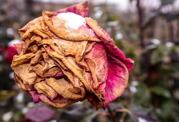 Roses under snow in autumn. Winter is early.