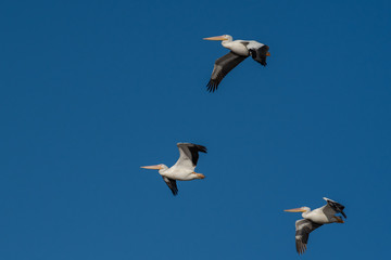 American White Pelicans Take Flight over a local California Lake. The American WHite Pelican is on of the largest birds in North America