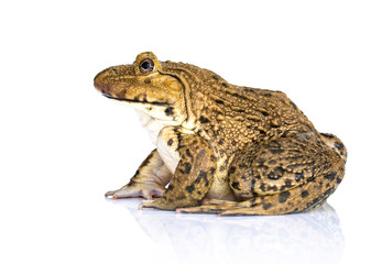 Fototapeta premium Image of Chinese edible frog, East Asian bullfrog, Taiwanese frog (Hoplobatrachus rugulosus) isolated on a white background. Amphibian. Animal.