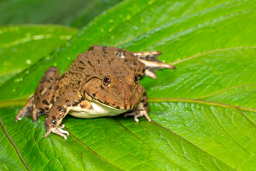 Image of Chinese edible frog, East Asian bullfrog, Taiwanese frog (Hoplobatrachus rugulosus) on the green leaves. Amphibian. Animal.