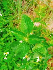 Planta de color verde con un tono aclarado y es perfecto para el fondo de pantalla.