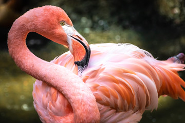 closeup of pink flamingo - obrazy, fototapety, plakaty