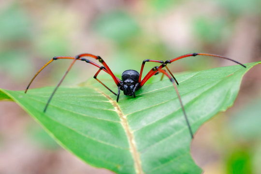 Image of Black Orb-weaver Spider (Nephila kuhlii) on green leaves. Insect. Animal