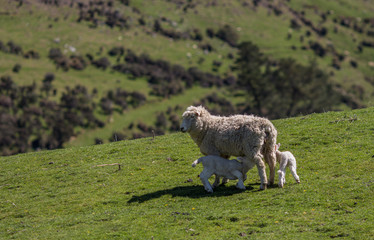 agneaux en train de t&eacute;ter, dans la campagne en nouvelle z&eacute;lande