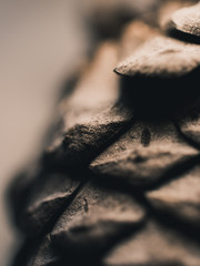 Closeup of pine cone