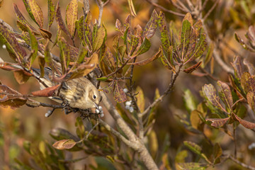 Yellow-rumped warbler - Setophaga coronata