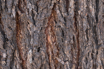 Horizonal close up of a southwestern Soap Berry Tree.