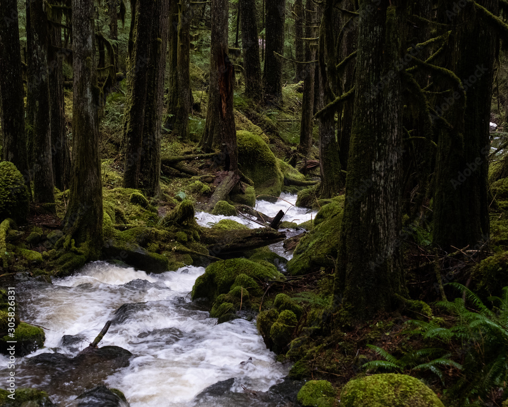 Wall mural stream flowing through a green forest.