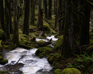 Stream flowing through a green forest. 