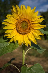 Portrait d'un tournesol dans un jardin