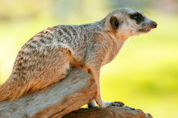 Adorable meerkat outside in nature during the day.