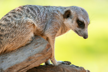 Adorable meerkat outside in nature during the day.