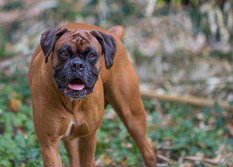 Chien boxer de face