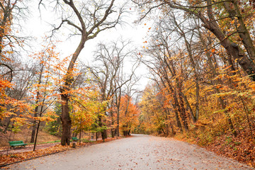 View of beautiful autumn park