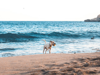 dog on beach