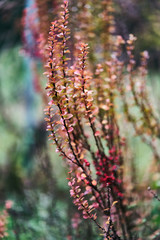 Green-red plant close-up