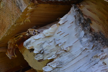 Paper Birch Bark Log