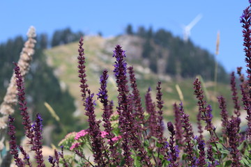 Lavender against mountains