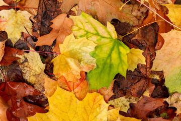 Fallen leaves on ground in autumn park