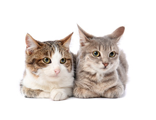 Cute funny cats on white background